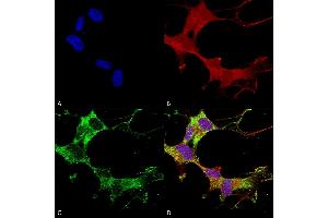 Immunocytochemistry/Immunofluorescence analysis using Mouse Anti-GABA-A Receptor Alpha-1 Monoclonal Antibody, Clone N95/35 (ABIN2483456). (GABRA1 antibody  (AA 355-394) (HRP))