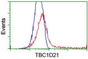HEK293T cells transfected with either RC206651 overexpress plasmid (Red) or empty vector control plasmid (Blue) were immunostained by anti-TBC1D21 antibody (ABIN2455115), and then analyzed by flow cytometry. (TBC1D21 antibody)