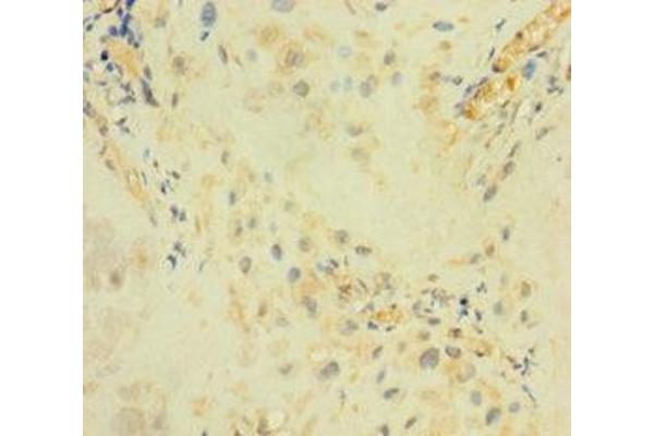 Arylsulfatase I antibody  (AA 301-569)
