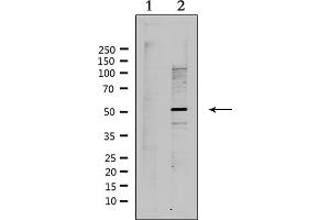 Western blot analysis of extracts from Hela, using RAD51L2 Antibody. (RAD51C antibody  (Internal Region))