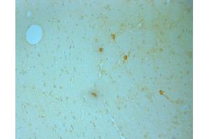 IHC on  paraffin sections of mouse brain tissue using Goat antibody to NOS1: . (NOS1 antibody  (C-Term))