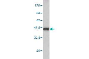 Western Blot detection against Immunogen (37. (ABHD5 antibody  (AA 240-342))