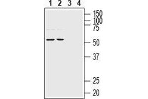 Western blot analysis of rat (lanes 1 and 3) and mouse (lanes 2 and 4) brain lysates: - 1,2 Anti-NETO1 (extracellular) Antibody (ABIN7043376, ABIN7044384 and ABIN7044385), (1:200). (NETO1 antibody  (Extracellular, N-Term))