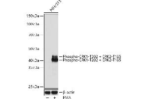 Western blot analysis of extracts of NIH/3T3 cells, using Phospho-ERK1-T202 + ERK2-T185 Rabbit mAb (ABIN7268610) at 1:1000 dilution. (ERK1/2 antibody  (pThr185, pThr202))