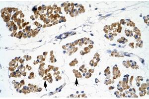 Rabbit Anti-EMX2 Antibody  Paraffin Embedded Tissue: Human Muscle Cellular Data: Skeletal muscle cells Antibody Concentration: 4. (EMX2 antibody  (N-Term))