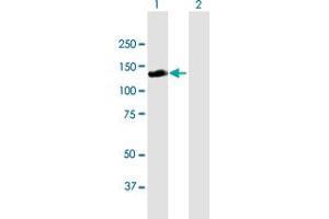 Western Blot analysis of RALGDS expression in transfected 293T cell line by RALGDS MaxPab polyclonal antibody. (RALGDS antibody  (AA 1-902))