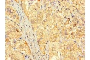 Immunohistochemistry of paraffin-embedded human adrenal gland tissue using ABIN7165418 at dilution of 1:100 (FAM153C antibody  (AA 1-144))