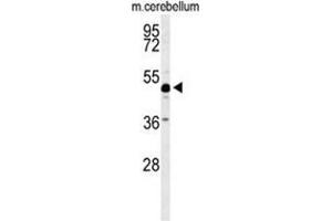 Western blot analysis of ANKH Antibody (C-term) in mouse cerebellum tissue lysates (35ug/lane). (ANKH antibody  (C-Term))