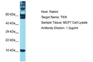 Host: Rabbit Target Name: TXN Sample Type: MCF7 Whole Cell lysates Antibody Dilution: 1. (TXN antibody  (C-Term))