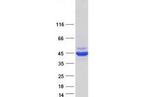 Validation with Western Blot (Septin 2 Protein (SEPT2) (Transcript Variant 3) (Myc-DYKDDDDK Tag))