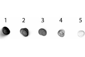Dot Blot of Goat anti-Golden Syrian Hamster IgG Antibody Alkaline Phosphatase Conjugated. (Goat anti-Golden Syrian Hamster IgG (Heavy & Light Chain) Antibody (Alkaline Phosphatase (AP)))