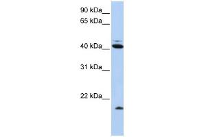 WB Suggested Anti-UBD Antibody Titration:  0. (UBD antibody  (N-Term))