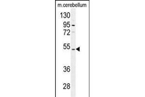 CNGA4 Antibody (N-term) (ABIN655756 and ABIN2845200) western blot analysis in mouse cerebellum tissue lysates (35 μg/lane).
