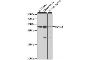Western blot analysis of extracts of various cell lines using YEATS4 Polyclonal Antibody at dilution of 1:1000. (GAS41 antibody)