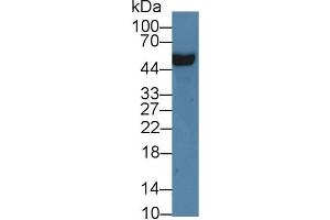 Western blot analysis of Rat Serum, using Rat APOH Antibody (3 µg/ml) and HRP-conjugated Goat Anti-Rabbit antibody (