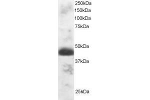 ABIN184742 staining (1µg/ml) of Human Testis lysate (RIPA buffer, 30µg total protein per lane). (TFEC antibody  (N-Term))