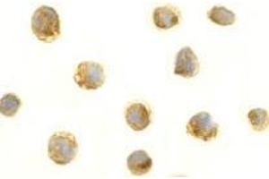 Immunocytochemistry of BAFF in HL60 cells with AP30115PU-N BAFF antibody at 1 μg/ml. (BAFF antibody  (C-Term))