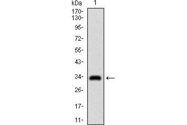 GSC antibody  (AA 191-257)