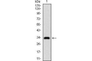GSC antibody  (AA 191-257)