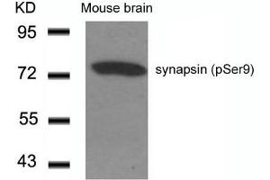 Western blot analysis of extracts from Mouse Brain tissue using synapsin(Phospho-Ser9) Antibody. (SYN1 antibody  (pSer9))