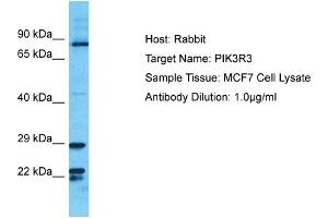 Host: Rabbit Target Name: PIK3R3 Sample Tissue: Human MCF7 Whole Cell Antibody Dilution: 1ug/ml (PIK3R3 antibody  (C-Term))