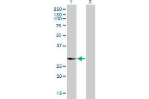 Western Blot analysis of KCTD4 expression in transfected 293T cell line by KCTD4 MaxPab polyclonal antibody. (KCTD4 antibody  (AA 1-259))