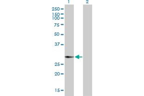 KCTD4 抗体  (AA 1-259)