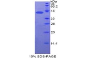 SDS-PAGE analysis of Human BPI Protein.