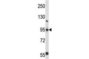 FOXP4 antibody western blot analysis in 293 lysate (FOXP4 antibody  (AA 522-550))