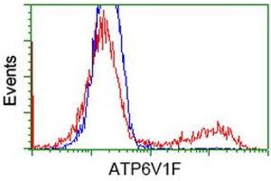 HEK293T cells transfected with either RC210728 overexpress plasmid (Red) or empty vector control plasmid (Blue) were immunostained by anti-ATP6V1F antibody (ABIN2454215), and then analyzed by flow cytometry. (ATP6V1F antibody)