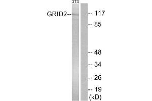 Western blot analysis of extracts from NIH/3T3 cells, using GRID2 antibody. (GRID2 antibody  (C-Term))