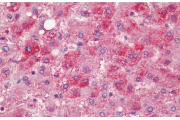 PTGER4 antibody  (Extracellular Domain)