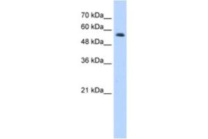 Western Blotting (WB) image for anti-Ring Finger Protein 8 (RNF8) antibody (ABIN2462018) (RNF8 antibody)
