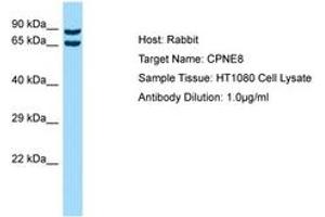 Image no. 1 for anti-Copine VIII (CPNE8) (AA 450-499) antibody (ABIN6750530) (CPNE8 antibody  (AA 450-499))