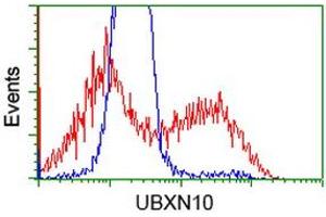 HEK293T cells transfected with either RC208225 overexpress plasmid (Red) or empty vector control plasmid (Blue) were immunostained by anti-UBXN10 antibody (ABIN2453761), and then analyzed by flow cytometry. (UBXN10 antibody)