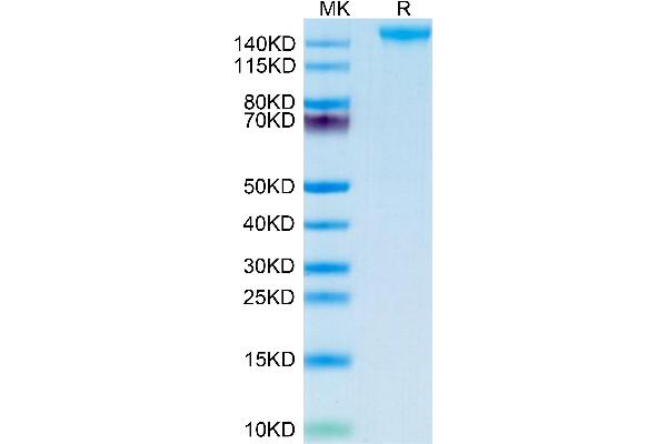 SEZ6 Protein (AA 20-922) (His tag)