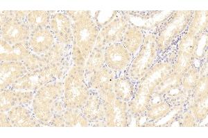 Detection of SFRP1 in Human Kidney Tissue using Polyclonal Antibody to Secreted Frizzled Related Protein 1 (SFRP1) (SFRP1 antibody  (AA 32-314))