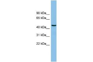 WB Suggested Anti-HS1BP3 Antibody Titration: 0. (HS1BP3 antibody  (N-Term))