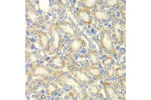 Immunohistochemistry of paraffin-embedded rat kidney using PRKAB2 antibody. (PRKAB2 antibody  (AA 1-272))