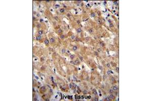 MIA40 Antibody immunohistochemistry analysis in formalin fixed and paraffin embedded human liver tissue followed by peroxidase conjugation of the secondary antibody and DAB staining. (CHCHD4 antibody  (C-Term))