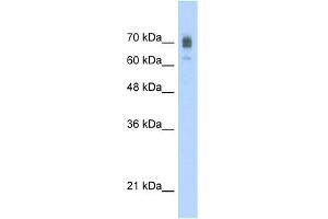 WB Suggested Anti-KIF22 Antibody Titration:  2. (KIF22 antibody  (C-Term))