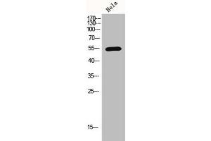 Western Blot analysis of hela cells using Histone deacetylase 1 Polyclonal Antibody (HDAC1 antibody  (C-Term))