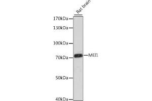 Western blot analysis of extracts of rat brain, using MEI1 antibody (ABIN7268447) at 1:1000 dilution. (MEI1 antibody  (AA 1000-1170))
