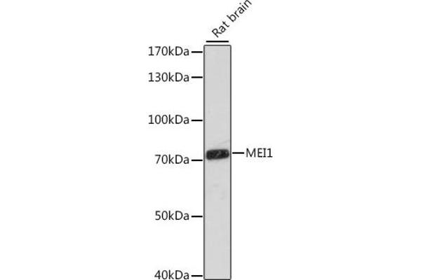 MEI1 anticorps  (AA 1000-1170)