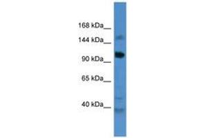 Image no. 1 for anti-Coiled-Coil Domain Containing 87 (CCDC87) (AA 733-782) antibody (ABIN6746490) (CCDC87 antibody  (AA 733-782))