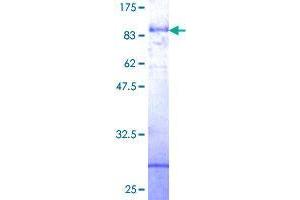 CLK4 Protein (AA 1-481) (GST tag)