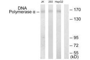 Western blot analysis of extracts from Jurkat cells, 293 cells and HepG2 cells, using DNA Polymerase α antibody. (POLA1 antibody  (N-Term))