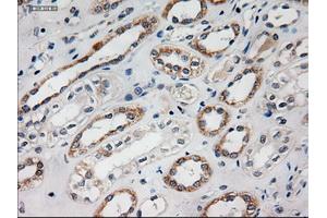 Immunohistochemical staining of paraffin-embedded liver using anti-HES1 (ABIN2452569) mouse monoclonal antibody. (HES1 antibody  (AA 1-280))