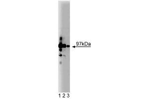 Western blot analysis of CDC27 on HeLa lysate. (CDC27 antibody  (AA 145-343))