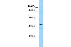 WB Suggested Anti-TAAR2 Antibody Titration: 1. (GPR58 antibody  (C-Term))